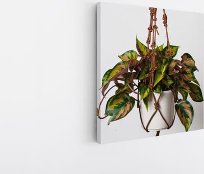 Saammp Canvas Schilderij - Hangplant met Kleurrijke Bladeren - Natuur - Abstract - 20x20 - Foto op canvas - Wanddecoratie - Muurdecoratie Woonkamer - Kantoor Decoratie