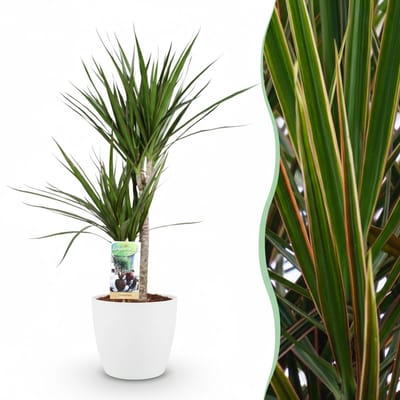 Green boutiQ - Kamerplant - Drakenbloedboom - Dracaena Marginata - Groen - Weinig onderhoud - 1 Plant - met Potter Wit - Pot 21cm - Hoogte 90 - 100cm
