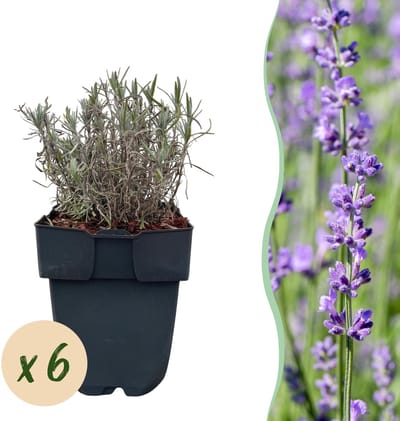 Plantenboetiek.nl | Lavandula angustifolia Hidcote - blad grijs - 6 planten - Ø18cm - 30cm hoog - Tuinplant