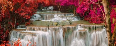 Fotobehang - Rain Forest 375x150cm - Vliesbehang