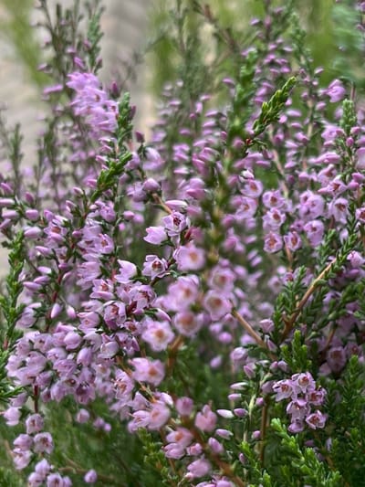 Zomerheide Paars - 10 Stuks - Calluna vulgaris 'Tib' - P9.5 - Plant - Tuinplant - Heide