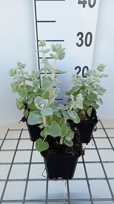 6x Valse vuurwerkplant - Ballota pseudodictamnus | 9x9 cm pot