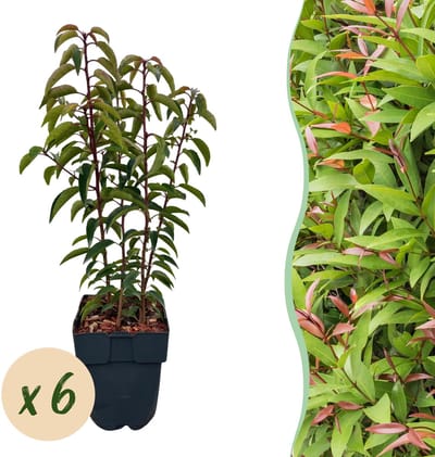 Plantenboetiek.nl | Prunus lusitanica Angustifolia - blad groen - 6 planten - 1 strekkende meter - groenblijvend - pot 17cm hoogte 50cm - Haagplanten - Ø20cm - 40-50cm hoog - Tuinplant