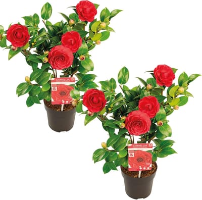 2x Japanse Rozenstruik Camellia Rode Bloemen Groenblijvend 30-35 cm