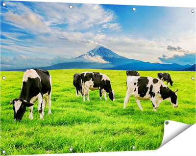 Gards Tuinposter Koeien in de Wei - 120x80 cm - Tuindoek - Tuindecoratie - Wanddecoratie buiten - Tuinschilderij