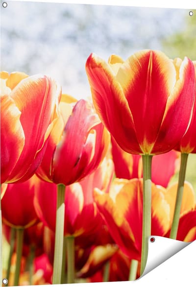 Gards Tuinposter Oranje Rode Tulpen - 80x100 cm - Tuindoek - Tuindecoratie - Wanddecoratie buiten - Tuinschilderij