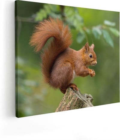 Artaza Canvas Schilderij Eekhoorn - 50x40 cm - Wanddecoratie Boom - Muurdecoratie Dieren - Kamer Accessoires