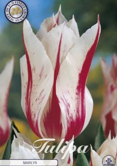 Marilyn Lilyflowering Tulpenbollen 10 stuks bolmaat 12+