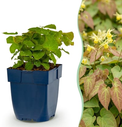 Green boutiQ - Vasteplant - Epimedium perralch. Frohnleiten - Elfenbloem - Schaduw - Geel - 1 Plant - Pot 11cm - Hoogte 15-25cm