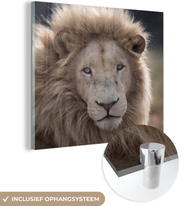 MuchoWow® Glasschilderij 20x20 cm - Schilderij acrylglas - Leeuw - Dier - Wit - Foto op glas - Schilderijen