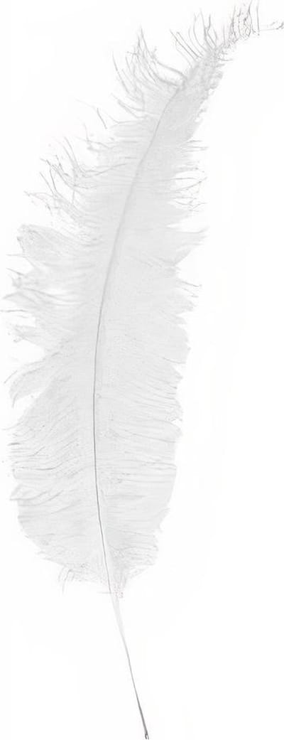 Witbaard Struisveer 50-60 Cm Wit