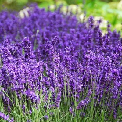 50 x Lavendel Hidcote Large - Vaste Planten - Tuinplanten Winterhard - Lavandula angustifolia Hidcote in C1.5 liter pot met hoogte 10-20cm