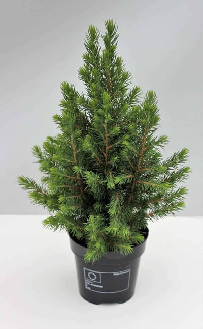 Picea glauca Conica - Set van 2 - Canadese spar - Pot 3 liter - Wintergroen