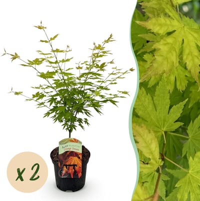Plantenboetiek.nl | Japanse Esdoorn - Acer palmatum Orange Dream - Oranje - 2 Planten - Bladverliezend - Ø25cm - 60-70cm hoog - Tuinplant