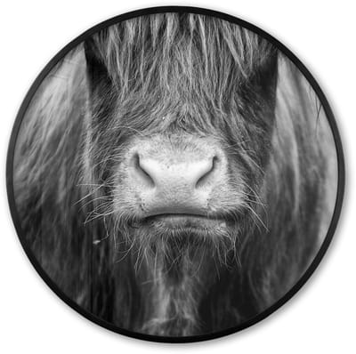 Poster in lijst Rond - Fotolijst 60x60 cm - Posters - Schotse hooglander - Koe - Zwart - Wit - Dieren - Ronde posterlijst zwart - Decoratie - Wanddecoratie woonkamer - Muurdecoratie slaapkamer