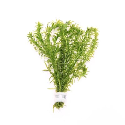 Moerings Elodea densa | Waterpest | In Bosje