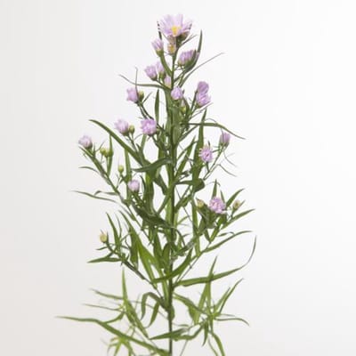 25x Aster claudia 80cm