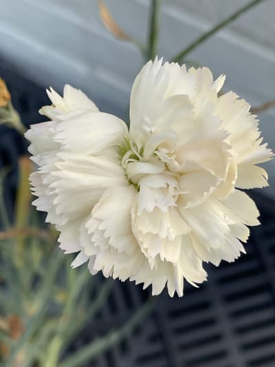 6x Grasanjer - Dianthus (p) 'Devon Cream' | 9x9 cm pot