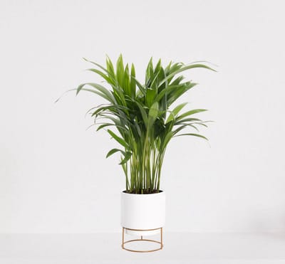 Areca in luxe sierpot Emma Wit – luchtzuiverende kamerplant – eenvoudig te onderhouden Goudpalm - ↕35-50cm - Ø13 – geleverd met plantenpot – vers uit de kwekerij