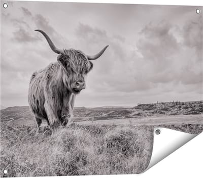 Gards Tuinposter Schotse Hooglander in de Wei - Zwart Wit - 80x60 cm - Tuindoek - Tuindecoratie - Wanddecoratie buiten - Tuinschilderij