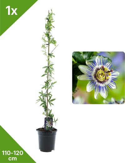 GARDENZO - 1x Blauw/Witte Passiebloem Passiflora caerulea XXL - in 2 ltr pot- 115-120 cm