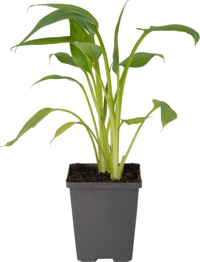 Moerings Zantedeschia Pink | Moeras Aronskelk | In 9CM pot