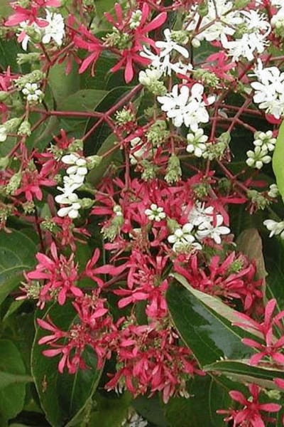 Jonge Zevenzonenboom | Heptacodium miconioides | 150-200cm hoogte
