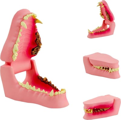 Anatomie model hondenkaak, 12x7x5 cm