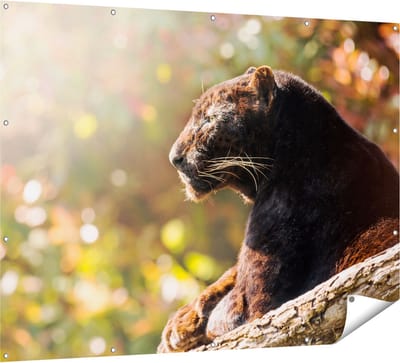 Gards Tuinposter Zwarte Panter vanaf de Zijkant - 160x120 cm - Tuindoek - Tuindecoratie - Wanddecoratie buiten - Tuinschilderij