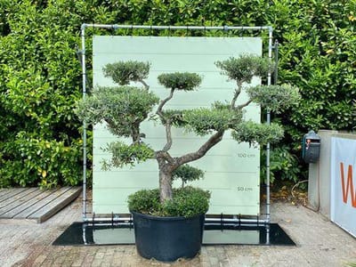 Olijfboom Pon-Pon - Olea Europea - stamomvang 40-60 cm