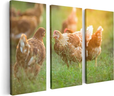 Artaza Canvas Schilderij Drieluik Kippen op het Gras  - 120x80 - Foto Op Canvas - Canvas Print