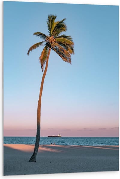 Dibond - Palmboom op Strand met Zee - 80x120cm Foto op Aluminium (Met Ophangsysteem)