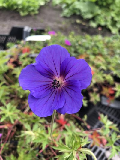 6 x Geranium 'Orion' - Ooievaarsbek - P9 Pot (9 x 9cm) - Dima Vaste Planten