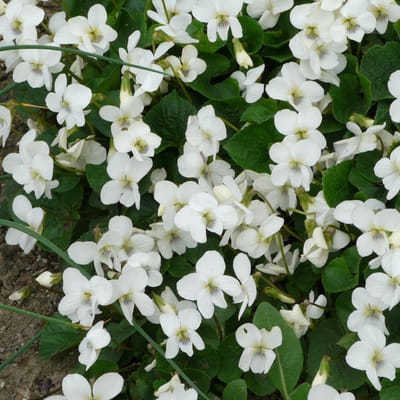 6 x Viola Sororia 'Albiflora'  - Viooltje pot 9x9cm