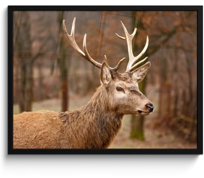 Poster in lijst - Fotolijst 70x50 cm - Posters - Hert - Dier - Bos - Herfst - Hertenkop - Bruin - Natuur - Posterlijst zwart - Decoratie - Wanddecoratie woonkamer - Muurdecoratie slaapkamer