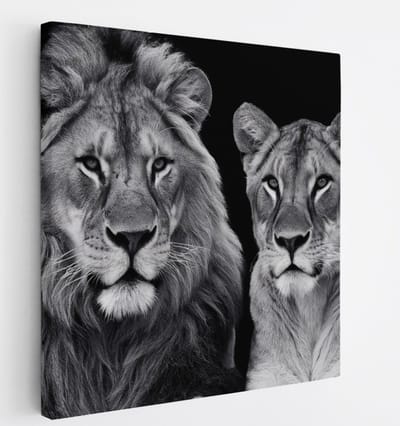 Saammp Canvas Schilderij - Leeuw en Leeuwin - Zwart-wit - Dieren - Natuur - 20x20 - Foto op canvas - Wanddecoratie - Muurdecoratie Woonkamer - Slaapkamer decoratie - Canvas Print