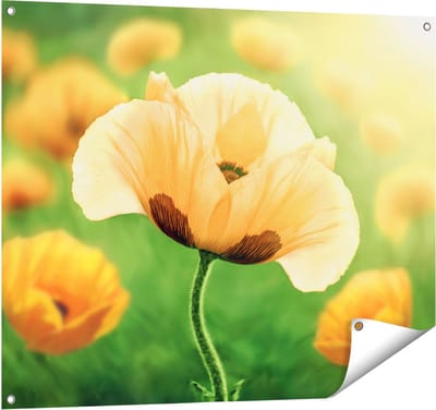 Gards Tuinposter Oranje Klaproos Bloemen - 100x80 cm - Tuindoek - Tuindecoratie - Wanddecoratie buiten - Tuinschilderij