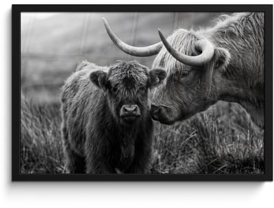 Poster in lijst - Fotolijst 60x40 cm - Posters - Schotse hooglander - Kalf - Zwart - Wit - Posterlijst zwart - Decoratie - Wanddecoratie woonkamer - Muurdecoratie slaapkamer
