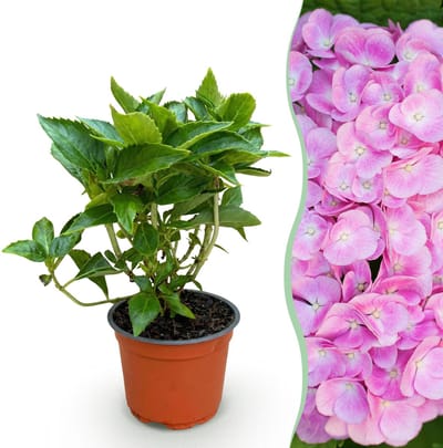 Plantenboetiek.nl | Hydrangea macrophylla Roze - Hortensia - Winterhard - Roze - Ø12cm - 20-30cm hoog - Tuinplant