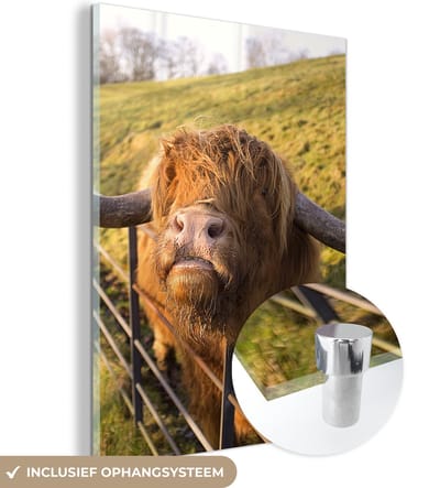 MuchoWow® Glasschilderij 120x160 cm - Schilderij acrylglas - Schotse Hooglander - Hek - Gras - Foto op glas - Schilderijen