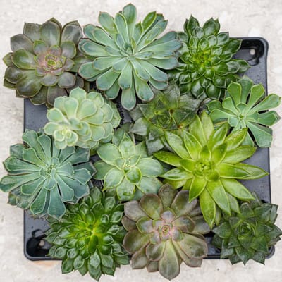 Set van 3 – Succulenten mix – Diverse succulenten in 6 cm potjes (8–12 cm hoog)