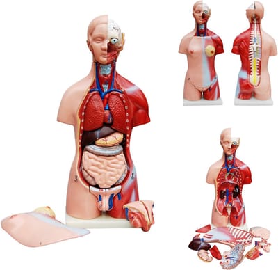 MedMod Menselijk lichaam anatomie model torso - Tweeslachtig met organen - 23-delig
