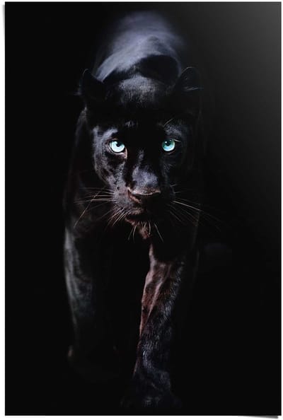 Poster Black Panther - 91,5 x 61 - Papier - REINDERS