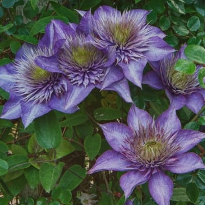 Bosrank (Clematis) - Multi Blue - Vaste planten - Bijen-Vlinders - Klimplant - Zomerbollen - Voorjaarsbollen