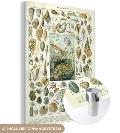 MuchoWow® Glasschilderij 30x40 cm - Schilderij acrylglas - Zeedieren - Schelp - Vintage - Zee - Adolphe Millot - Foto op glas - Schilderijen