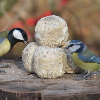Aniculis - Premium vetbollen met insecten & meelwormen (50 x 85g) | Mezenbollen voor tuinvogels zonder netje | Energie- en eiwitrijk voer voor wilde vogels