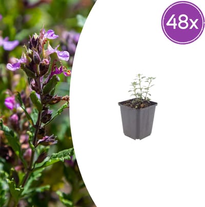 Tuinplantenshop.com | Teucrium lucidrys | 48 stuks - Ø9cm - 10-25cm hoog - Tuinplant