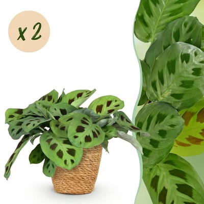 Green boutiQ - Kamerplant - Maranta Fascinator Kerchoveana - Zebraplant - Huisdiervriendelijke Plant - Groen - 2 Planten - met Mand - Pot 12cm - Hoogte 25cm