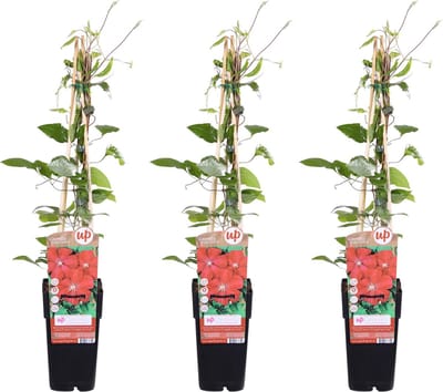 Clematis, 3 Stuks, Kleur Rood , Klimplant, Tuinplant, Clematis Rouge Cardinal - ↨65cm - Ø15