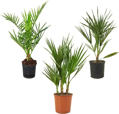 Bloomique - Mix van 3 - Winterharde Palmen Mix - Washingtonia, Phoenix, Chamaerops - Palmboom Winterhard - Tuinplanten - Hoogte 40-50 cm - Pot 14 cm